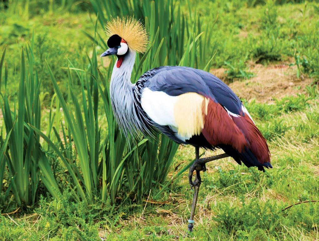 Lake Bunyonyi Eco Resort Chabahinga Kültér fotó